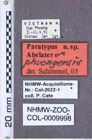 Etiketten zu Paracalais melancholicus (NHMW-ZOO-COL-0009998)